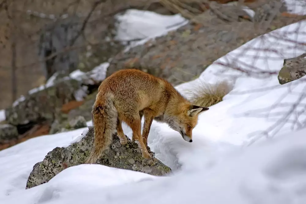 Motokrosové Kalhoty Fox